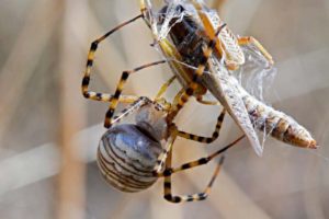 Banded garden spider (Argiope trifasciata) in web wrapping grasshopper, American Prairie Reserve, Montana, USA