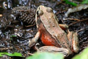 Northern red-legged frog (Rana aurora), Trillium Falls Trail, Redwood National Park, California, USA