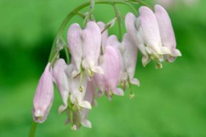 Pacific bleeding heart (Dicentra formosa), Dorris Ranch Living History Filbert Farm, Springfield, Oregon, USA