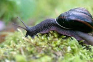 Pacific sideband snail (Monadenia fidelis) on moss, Spencer Butte, Eugene, Oregon, USA