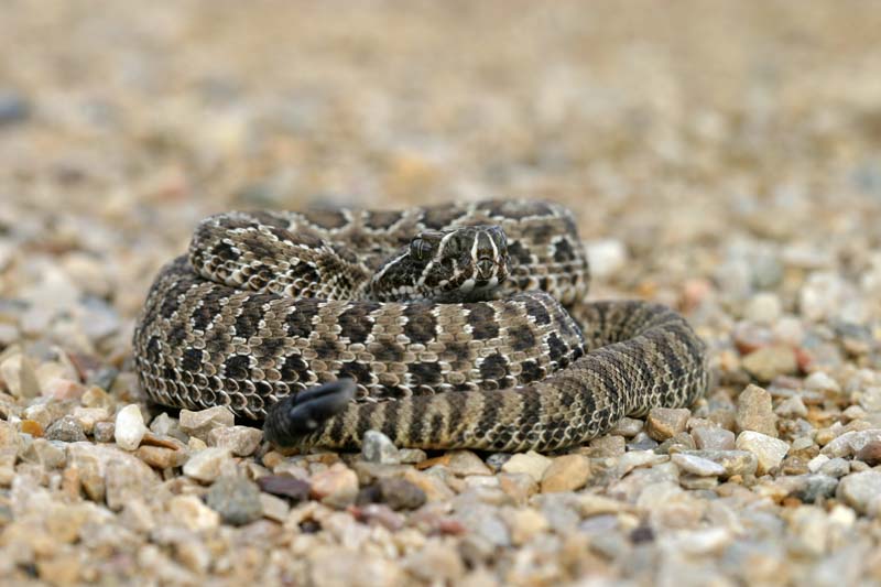 Western rattlesnake (Crotalus viridis) coiled on path, Little Bighorn ...