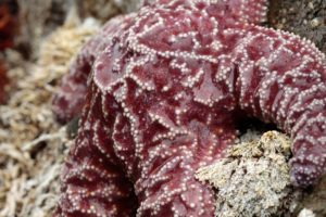 Purple Sea Star starfish (Piaster ochraceus), Martin Creek Beach intertidal area, Trinidad, California, USA