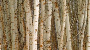 Quaking aspen (Populus tremuloides), Wood River Valley, Fort Klamath, Oregon, USA