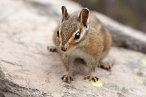 Townsend's chipmunk (Neotamias townsendii) on lichen-covered basalt rock, Carpenter Mountain, H.J. Andrews Forest, Willamette National Forest, Oregon, USA