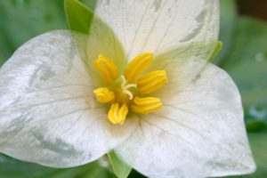 Western wake robin (Trillium ovatum) in full bloom, Fall Creek National Recreation Trail, Willamette National Forest, Oregon, USA